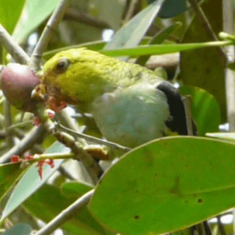 Tui batavika